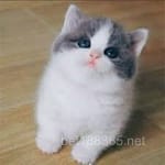 Avatar Ramón Pineda